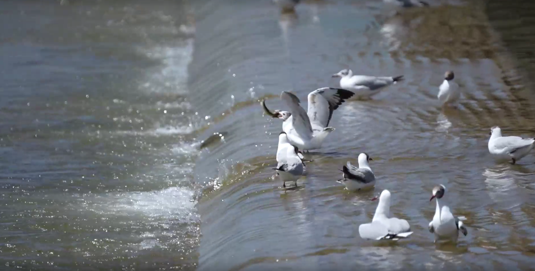 湟魚洄游奇觀。包雷攝