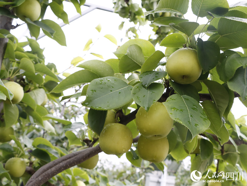 即將上市的雪梨“翠冠”。勾璇攝