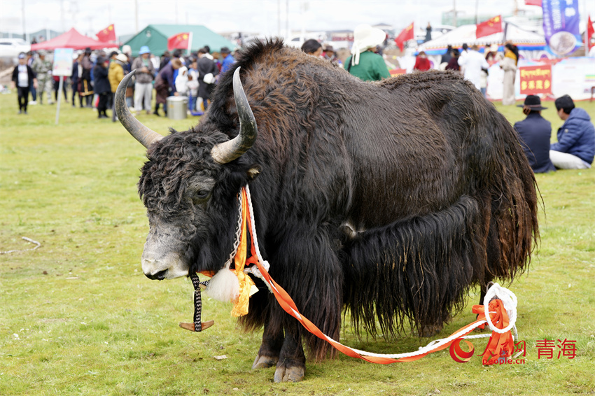 澤庫牦牛評比展示。人民網(wǎng) 陳明菊攝