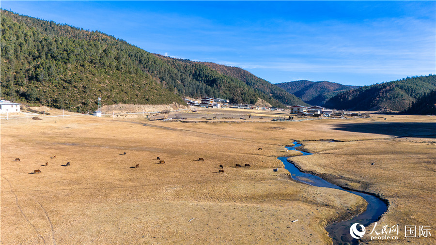 香格里拉國家公園內的高山草甸。人民網記者 虎遵會攝
