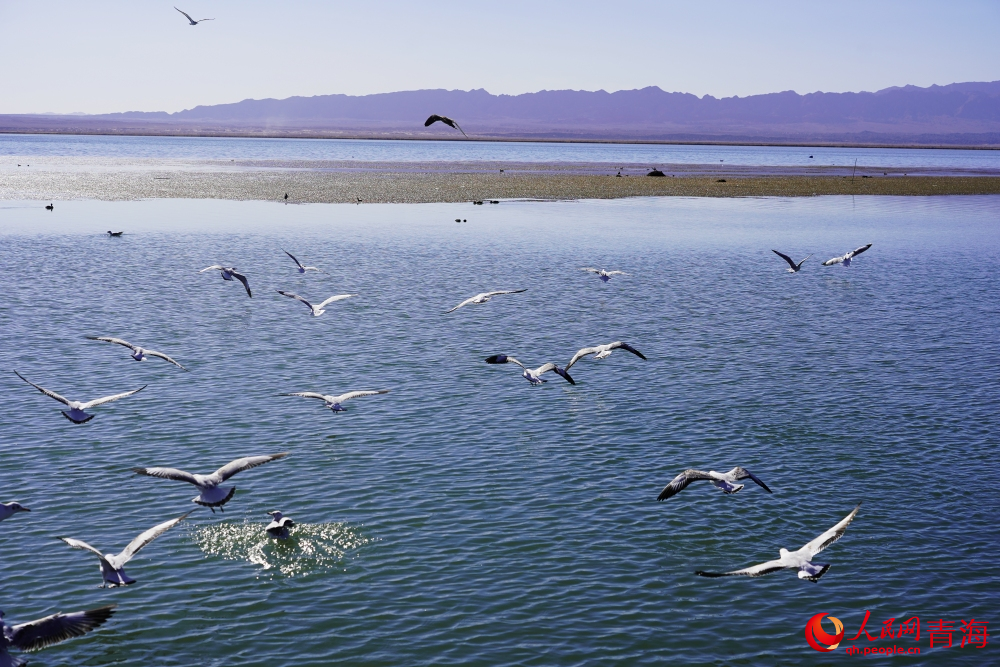 可魯克湖水鳥(niǎo)群飛。人民網(wǎng) 陳明菊攝