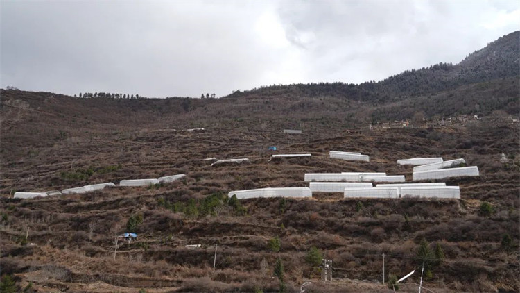 木日窩村藍莓示范基地。黑水縣融媒體中心供圖