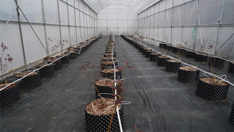 木日窩村藍莓示范基地的藍莓苗。黑水縣融媒體中心供圖