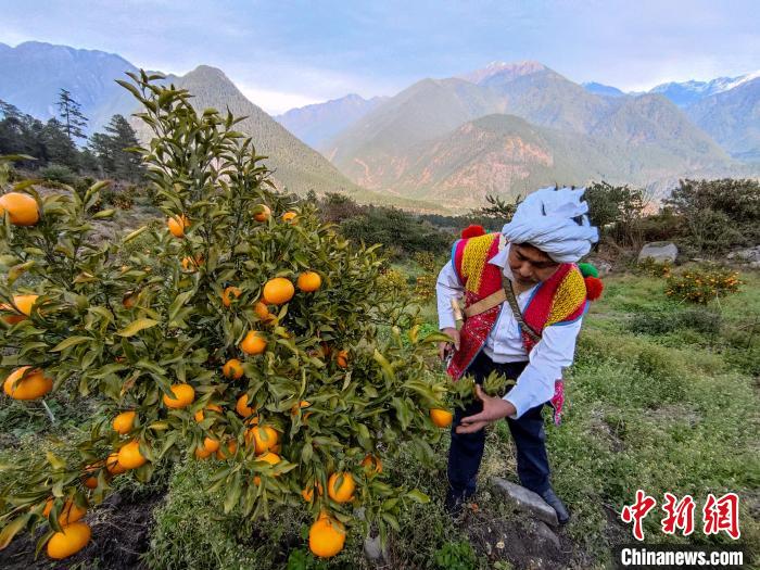 林芝下察隅鎮(zhèn)京都村101畝耙耙柑豐收?！〗w波 攝