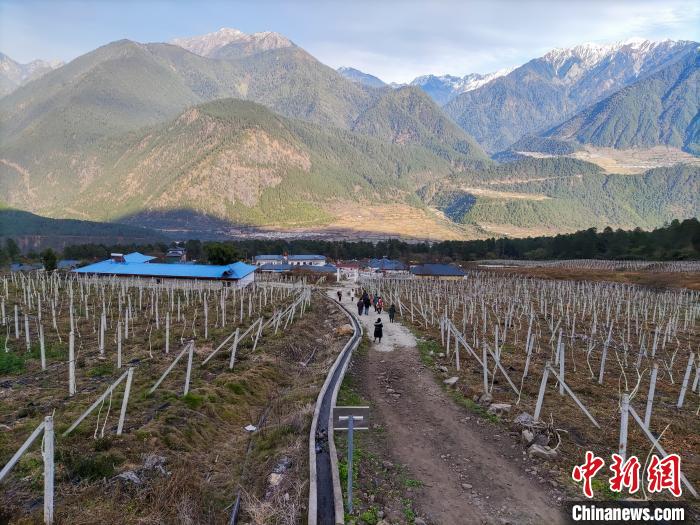 西藏林芝下察隅鎮(zhèn)的獼猴桃種植園?！〗w波 攝