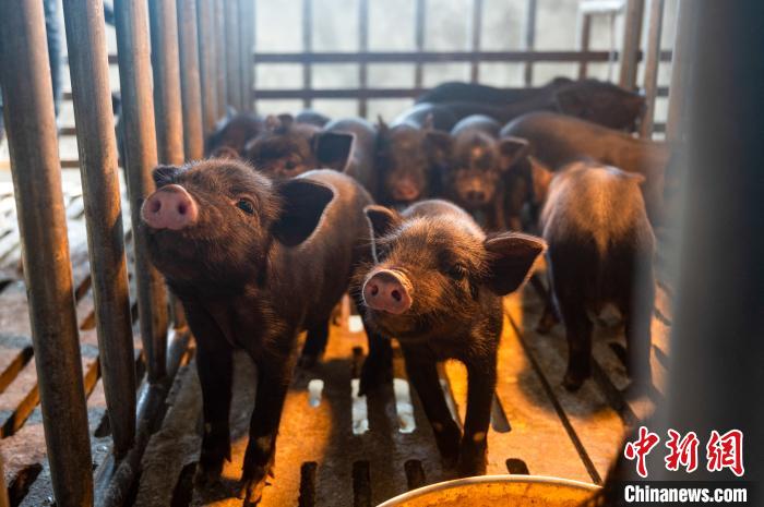 西藏林芝藏豬產業(yè)走上標準化、產業(yè)化之路