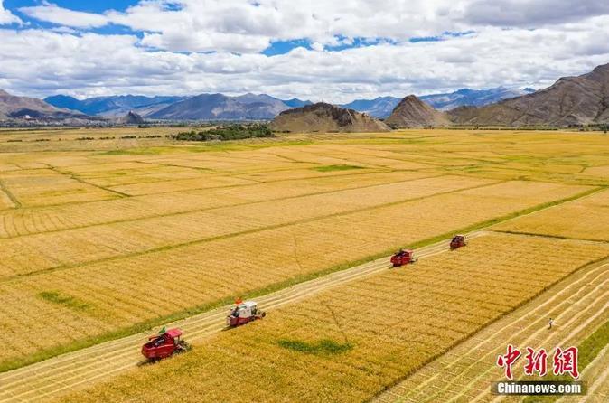 資料圖：西藏日喀則市江孜縣紫金鄉(xiāng)努堆村村民利用收割機(jī)收青稞。<a target='_blank' ><p  align=