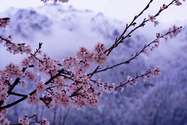 世外桃源！一組圖告訴你，西藏林芝桃花能有多美