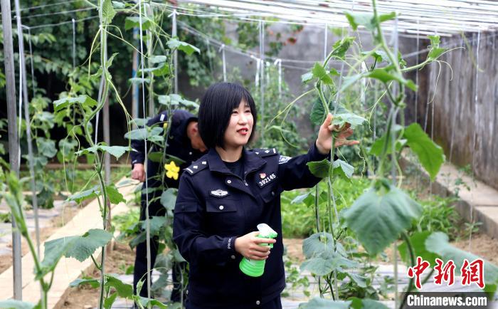 圖為李冬雪在溫室大棚里勞作。　西藏出入境邊防檢查總站供圖