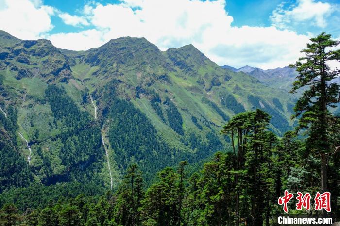 圖為西藏玉麥鄉(xiāng)森林資源。(資料圖) 江飛波 攝