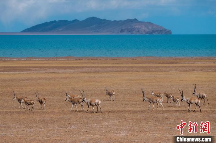 圖為西藏第一大湖色林錯湖畔的藏羚羊群休閑覓食?！〗w波 攝
