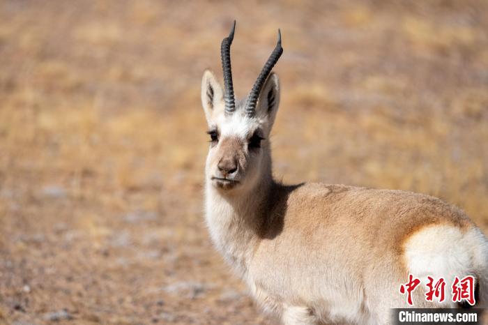 圖為西藏藏原羚，藏原羚是青藏高原特有種，也被稱為西藏黃羊?！〗w波 攝