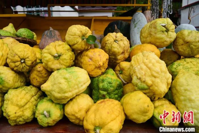 墨脫大檸檬，學(xué)名香櫞，和檸檬均為蕓香科植物。(<a target='_blank' href='/'><p  align=