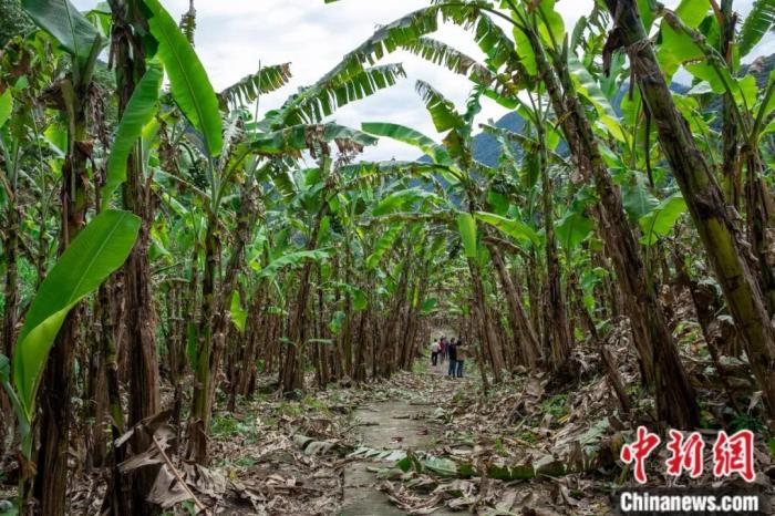 墨脫公路沿線的芭蕉林。