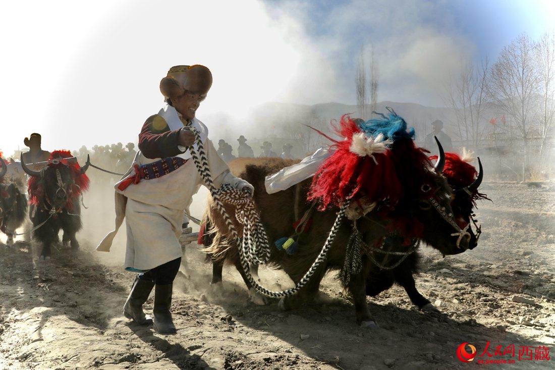 山南市扎囊縣扎其鄉(xiāng)孟卡榮村迎來春耕第一犁。人民網(wǎng) 次仁羅布攝