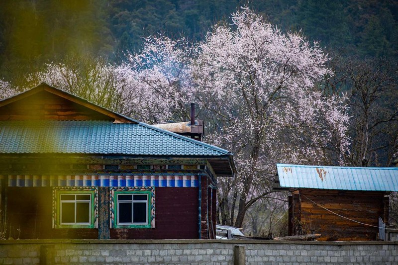桃花掩映下的村莊。張靜攝