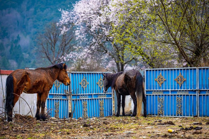 桃花下村莊。張靜攝