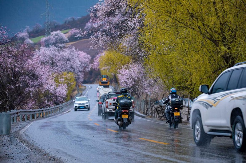 桃花林。張靜攝