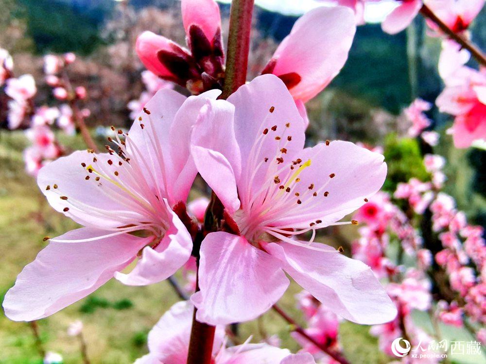 林芝桃花開(kāi)。人民網(wǎng) 李海霞攝