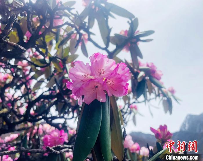 近日，西藏自治區(qū)山南市加查縣索囊溝的杜鵑花競相綻放?！∪轿木?攝