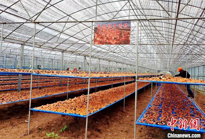 圖為紅太陽科技示范家庭農(nóng)場采收的靈芝。　平措旺青供圖