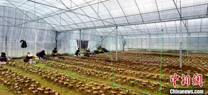 圖為紅太陽科技示范家庭農(nóng)場組織民眾采收靈芝?！∑酱胪喙﹫D