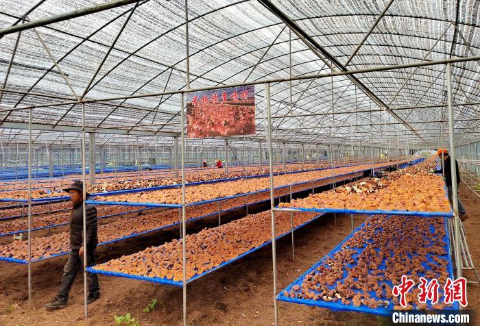 圖為紅太陽科技示范家庭農(nóng)場采收的靈芝?！∑酱胪喙﹫D