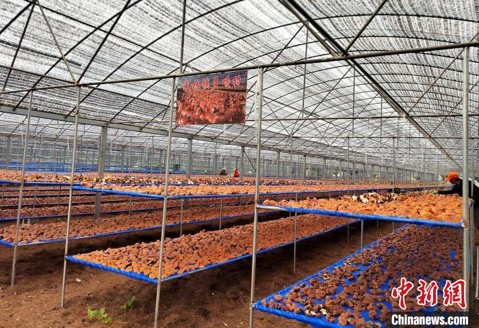 圖為紅太陽科技示范家庭農(nóng)場采收的靈芝?！∑酱胪喙﹫D