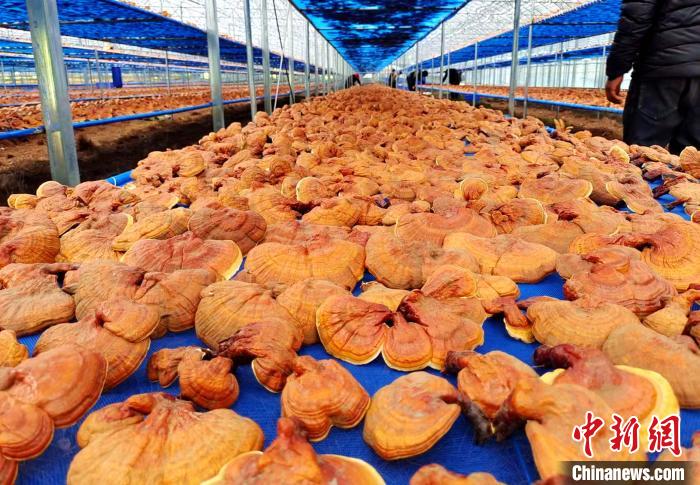 圖為紅太陽科技示范家庭農(nóng)場采收的靈芝?！∑酱胪喙﹫D