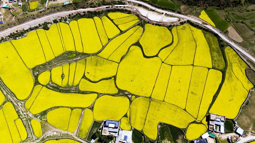 西藏墨竹工卡縣油菜農(nóng)田。