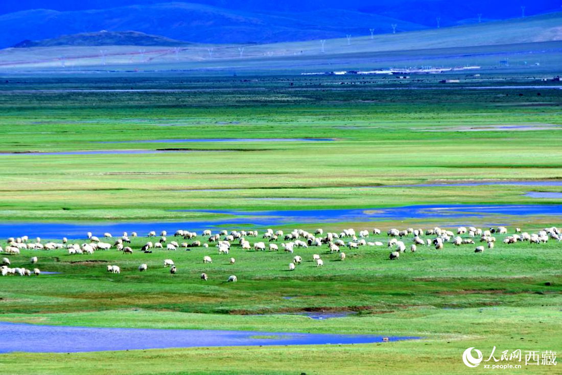 水草豐美的草原，牛羊悠閑覓食。人民網(wǎng) 李海霞攝