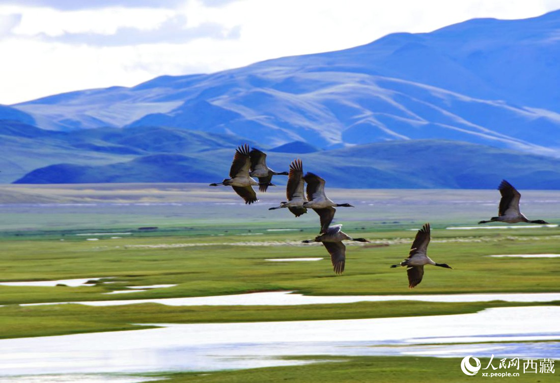 黑頸鶴在草原起舞。人民網(wǎng) 李海霞攝