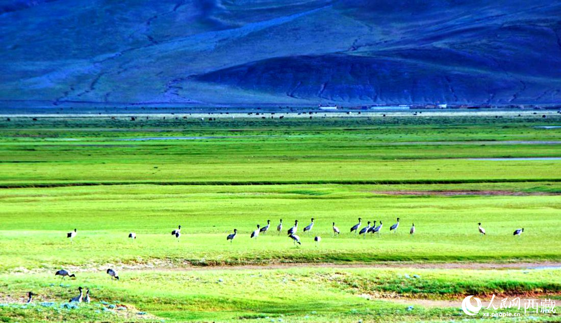 這個季節(jié)正是黑頸鶴繁殖季。人民網(wǎng) 李海霞攝