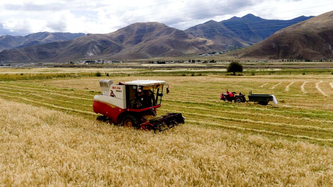 抗疫情、保秋收。洛克攝