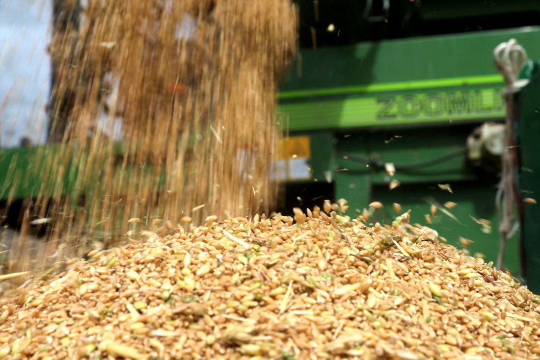 承載著希望的青稞，顆粒歸倉。洛克攝