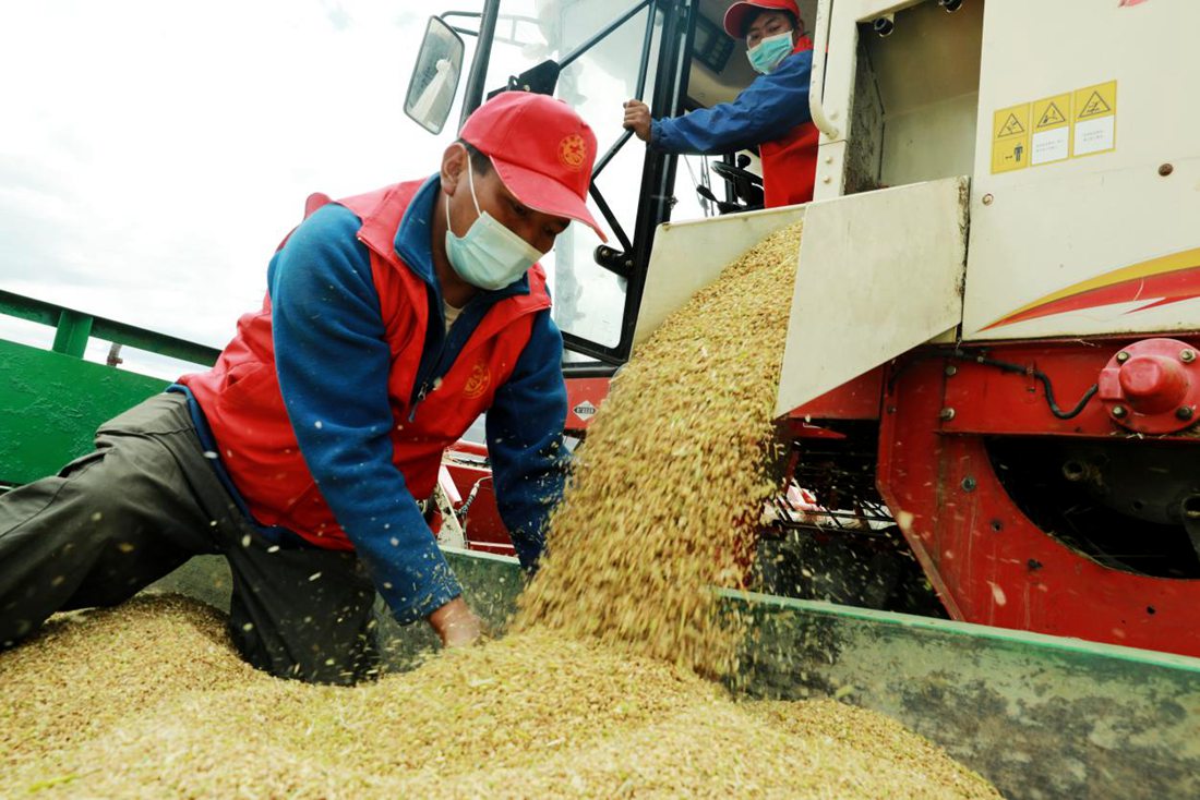 疫情之下，志愿者是田間最美的風(fēng)景。洛克攝