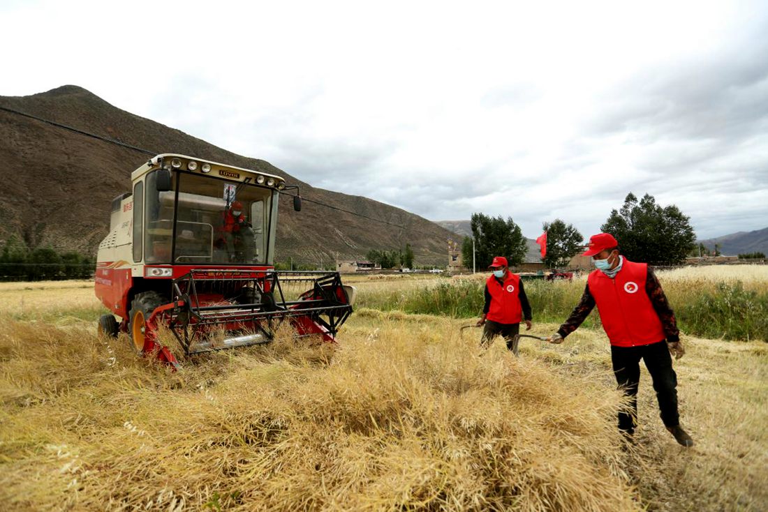陣陣機(jī)械的轟鳴聲傳來豐收的喜悅。洛克攝