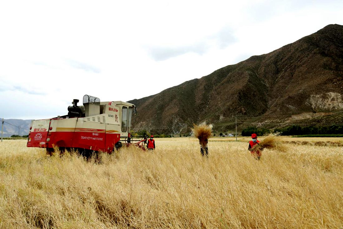 希望的田野。洛克攝