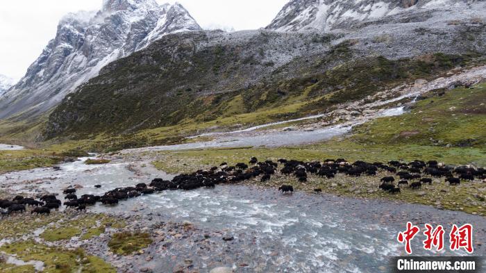 圖為轉(zhuǎn)場中的牦牛。　洛克 攝