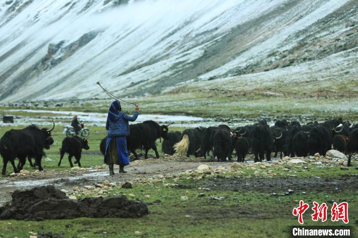 圖為牧民在趕牦牛?！÷蹇?攝