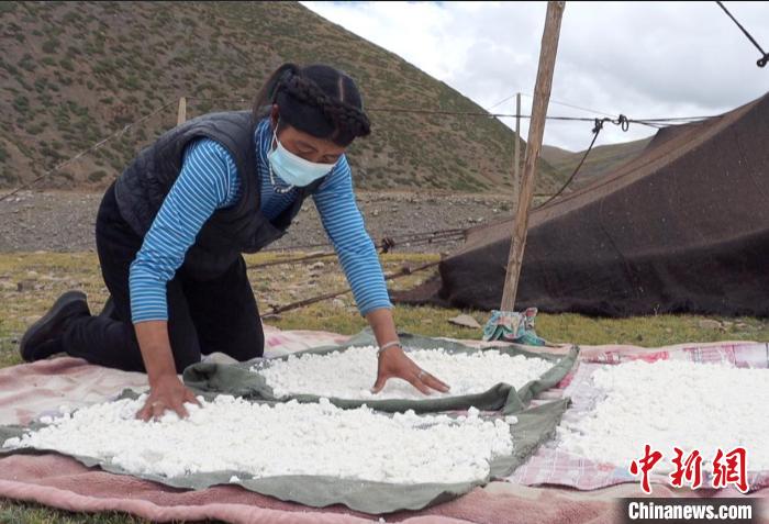 圖為牧民正在制作奶渣。　日喀則文聯(lián)供圖