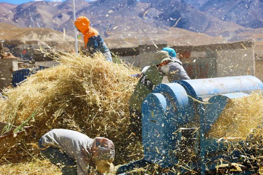 西藏吉?。簬愠两襟w驗秋收打場