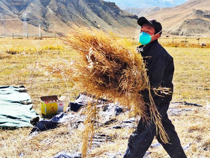 西藏吉?。簬愠两襟w驗秋收打場【2】