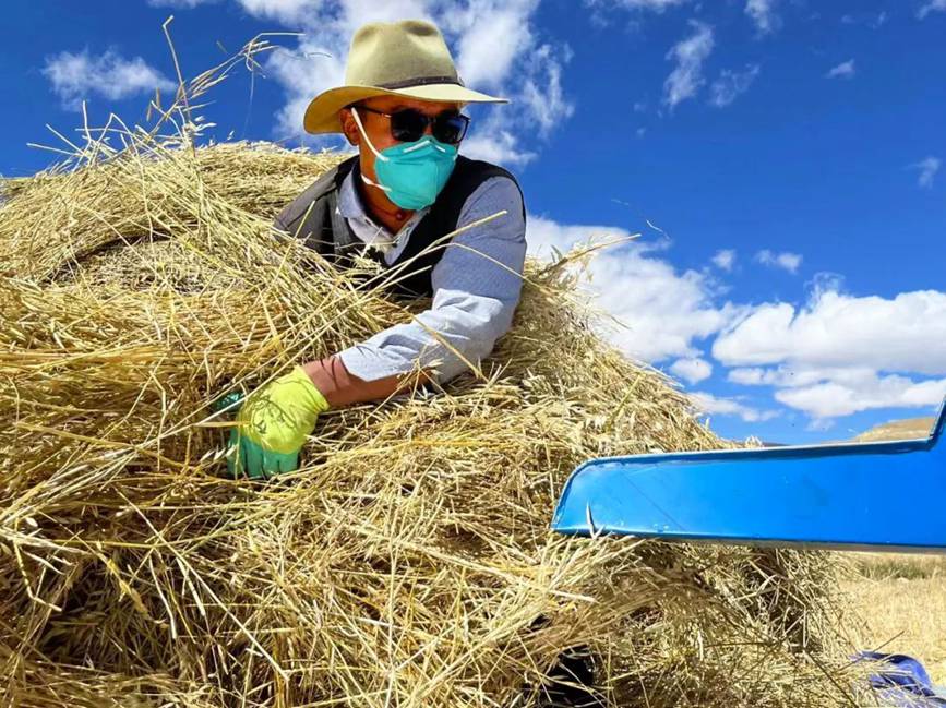 西藏吉?。簬愠两襟w驗秋收打場【3】