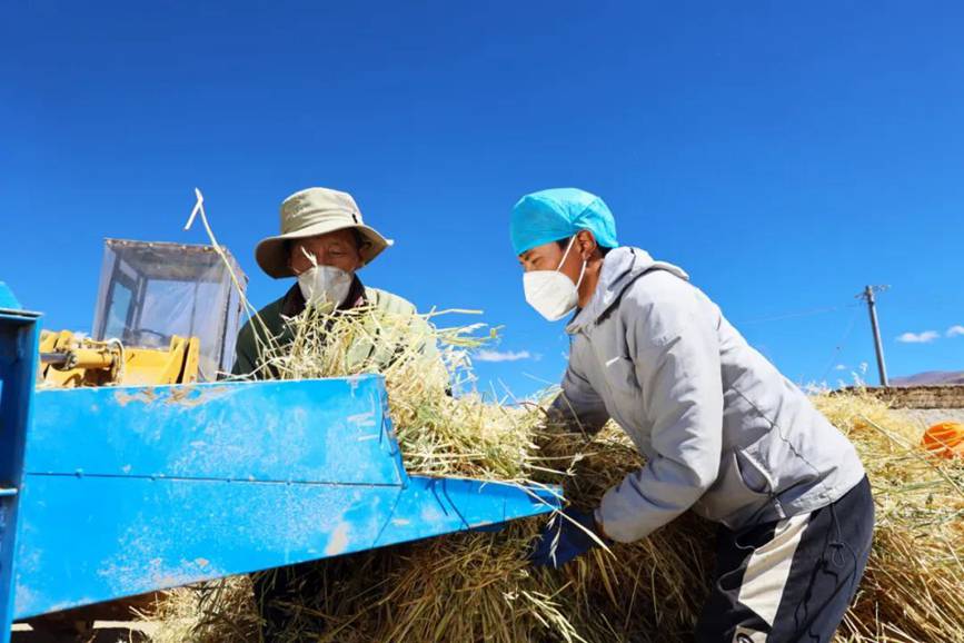 西藏吉?。簬愠两襟w驗秋收打場【4】