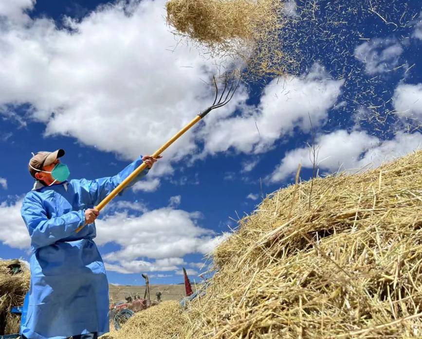 西藏吉?。簬愠两襟w驗秋收打場【6】