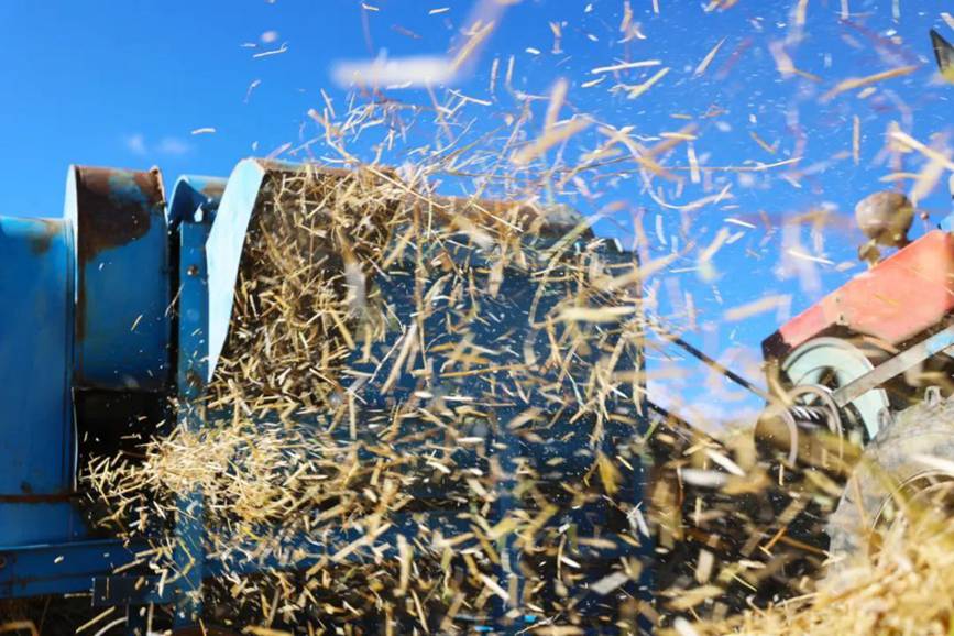 西藏吉?。簬愠两襟w驗秋收打場【7】