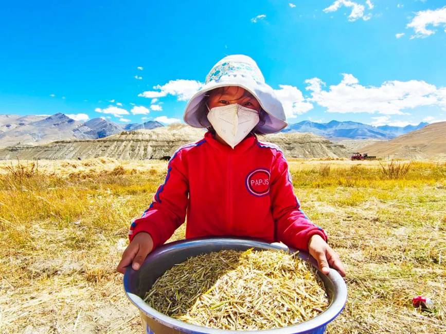 西藏吉?。簬愠两襟w驗秋收打場【9】