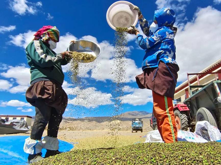 西藏吉?。簬愠两襟w驗秋收打場【10】