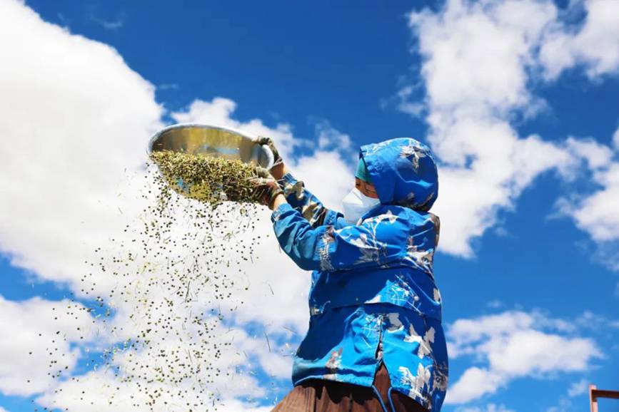 西藏吉?。簬愠两襟w驗秋收打場【12】